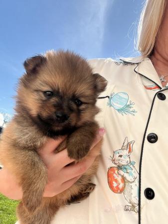Image 15 of Pomeranian puppies extra fluffy 1 girl and 1 boy available