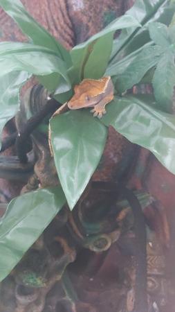 Image 5 of Crested gecko with full setup 150 ono