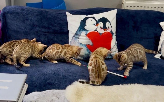 bengal - Cats & Kittens, For Sale in West-london | Pricing Structure and Payment Options for International Buyers