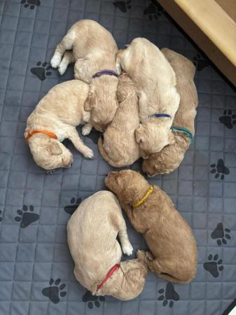 Image 17 of F1B Goldendoodle Puppies *Viewings Now*