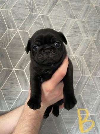 Image 8 of Beautiful pug puppies for sale.