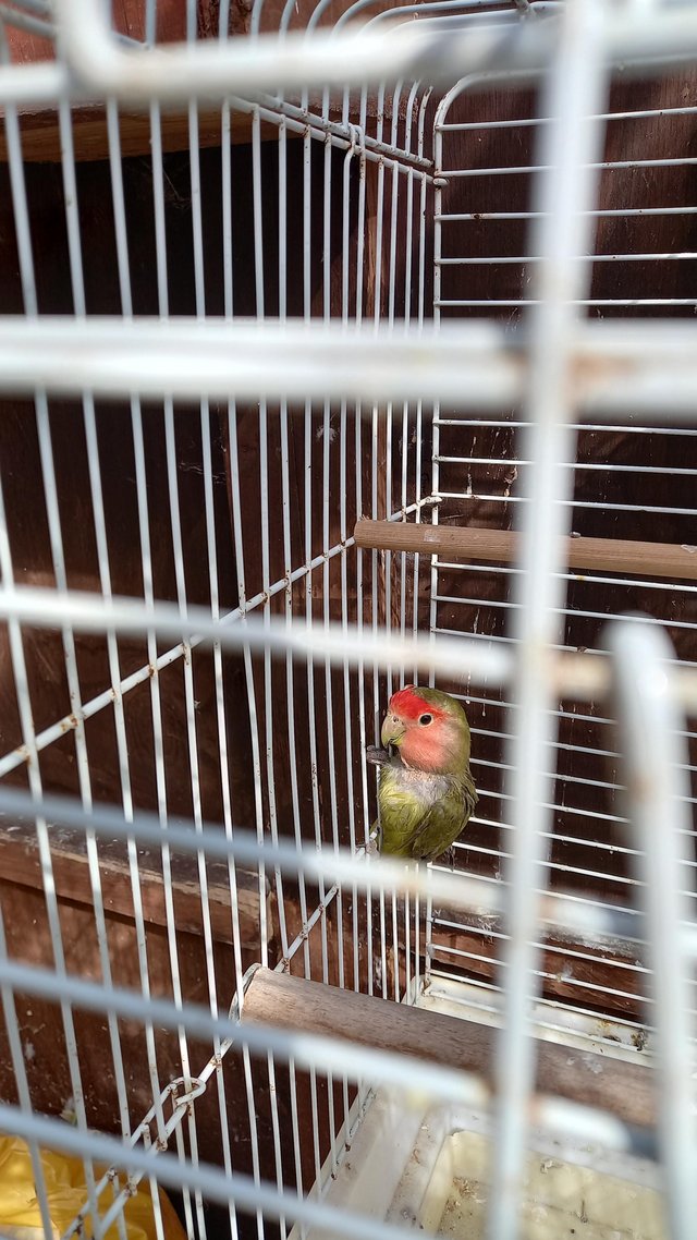 Preview of the first image of 7 weeks old lovebird for sale.