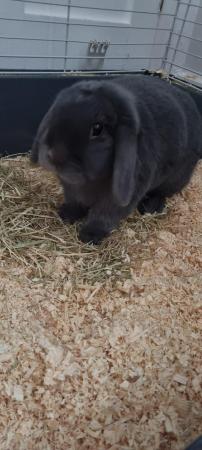 Image 2 of Dwarf lop female rabbit for sale