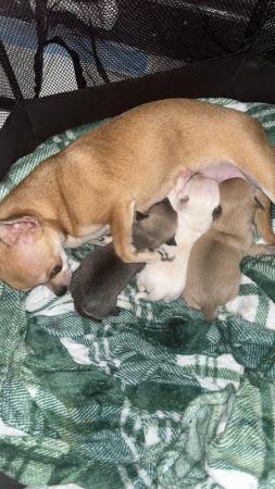 Image 2 of Chihuahua puppies ready to go