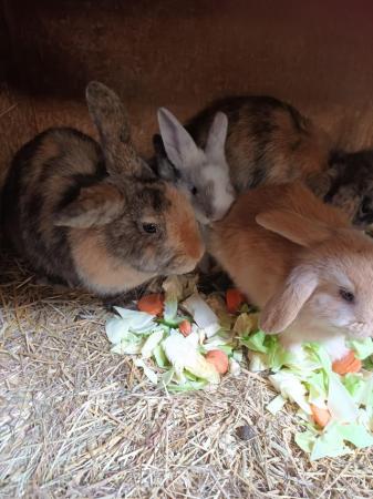 Image 1 of Mini lops 8wks old 5  £30 or two for £50