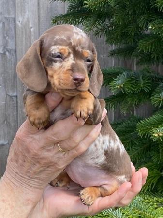 Image 3 of Miniature smooth haired Dachshund