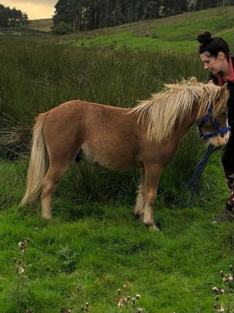 Image 1 of Shetland x section a gelding for sale
