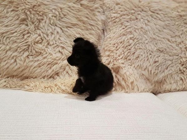 Image 6 of CHI-POO PUPPIES (CHIHUAHUA X TOY POODLE)