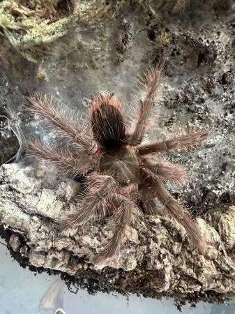 Image 4 of Tarantulas for sale - see sp available