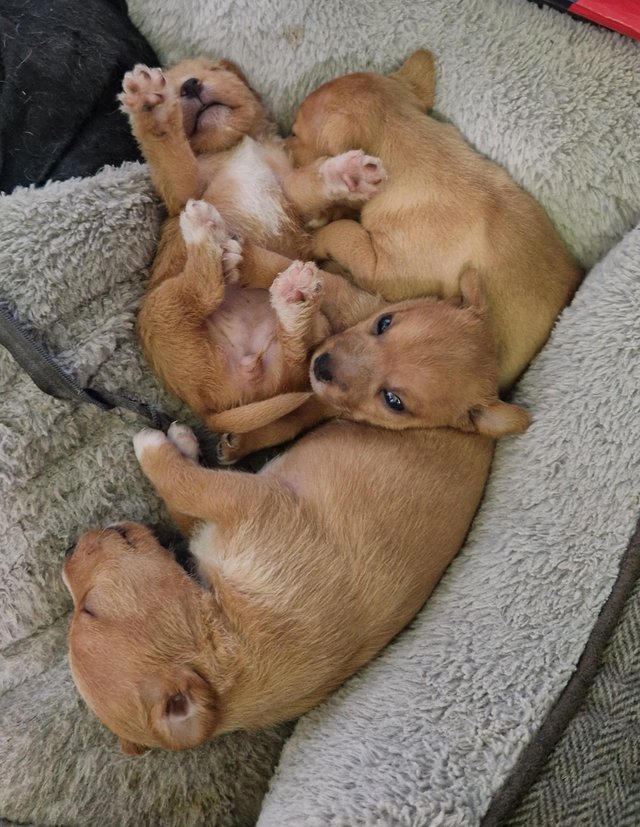 Preview of the first image of Lakeland Terrier Puppies For Sale.