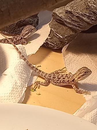 Image 7 of Babies bearded dragons are looking for forever home