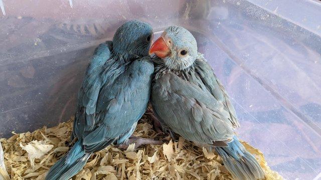 Image 3 of Cuddly tame hand reared baby ringneck parrots