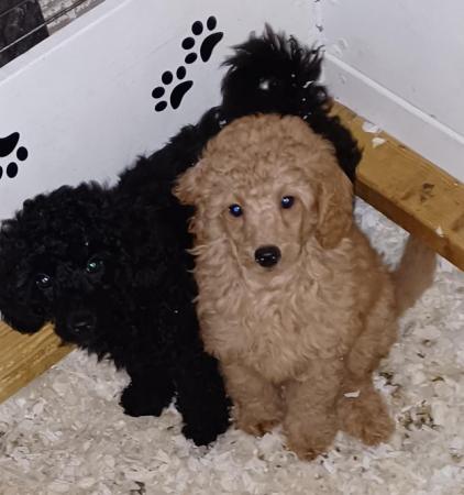 Image 1 of Miniature poodles ready to go microchip and vet checked