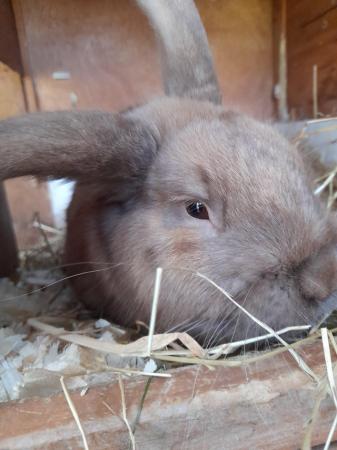 Image 1 of Dwarf Lop Rabbit for sale