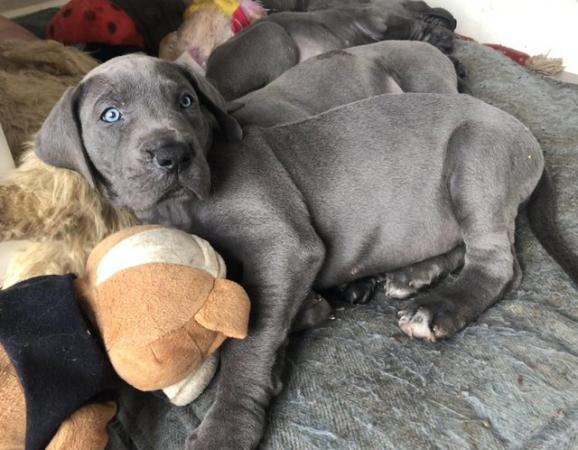 Image 5 of 4 LEFT! - 12 Healthy Chunky Solid Blue Great Dane Puppies