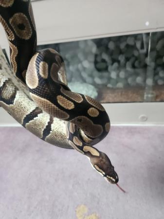 Image 3 of Female royal python (normal)