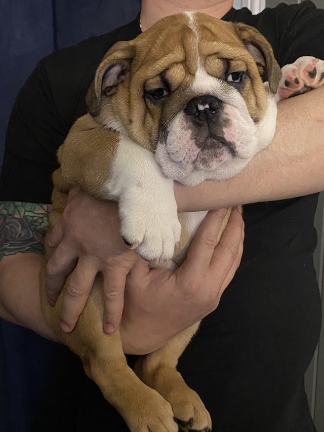 Preview of the first image of Kc registered English Bulldog gorgeous female puppy.