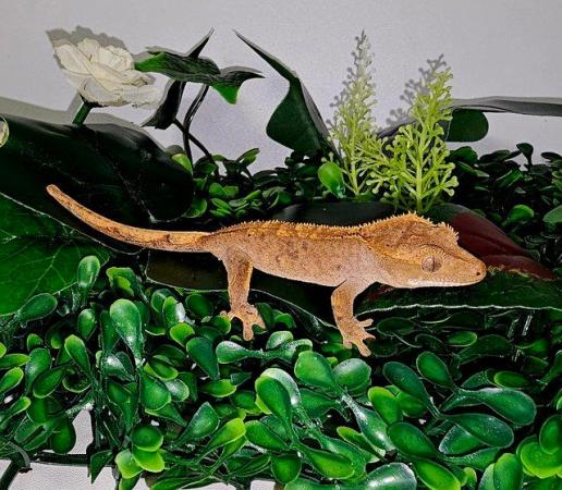 Image 5 of Cb23 Crested Geckos & Chameleon Geckos For Sale