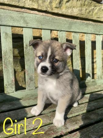 Image 6 of F2 Pomsky puppies for sale