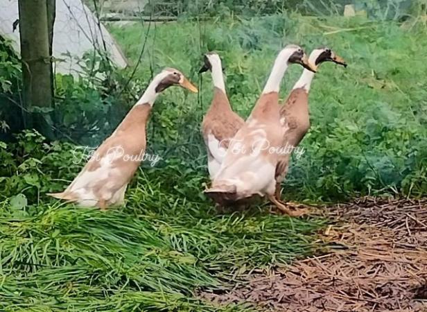 Image 5 of Indian Runner Duck Hatching Eggs