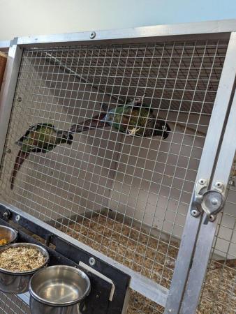 Image 3 of Green cheeked conure breeding pairs