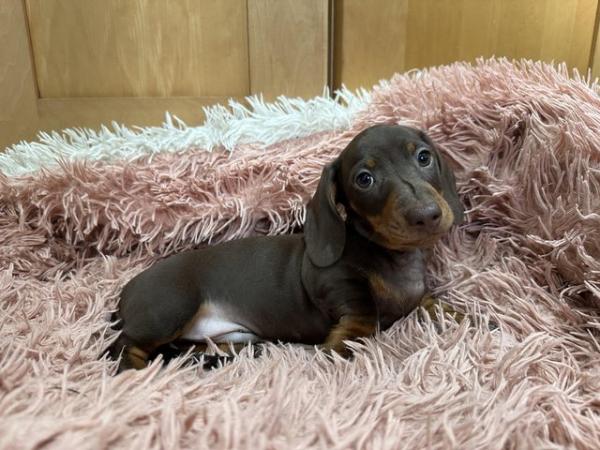 Image 5 of Beautiful kc reg show quality miniature dachshund puppies