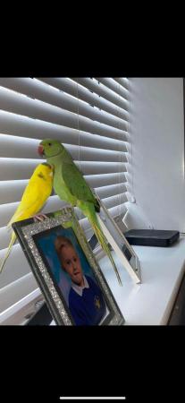 Image 4 of 3 year old male budgie. Looking for his forever home