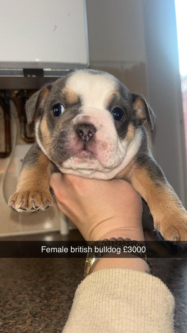 Preview of the first image of BRITISH BULLDOG puppies KC REGISTERED.