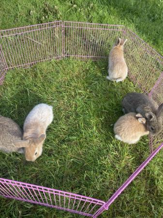 Image 3 of 8 weeks old baby rabbits xxxxx