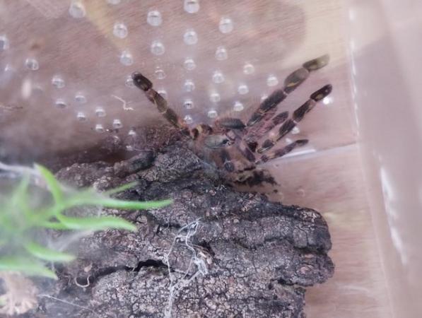 Image 7 of Various Tarantulas and other inverts for sale