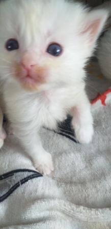 Image 5 of Pure Breed Ragdoll Kittens