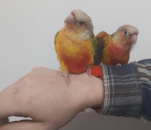 Image 2 of Hand Reared Baby Conure Parrots