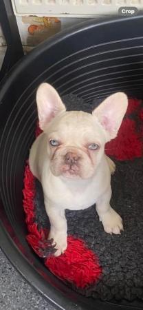 Image 5 of 9 week old chipped and vaccinated French bulldogs