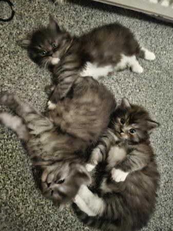 Image 4 of Persian x ragdoll kittens