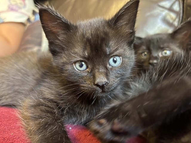 Kittens for sale - ready now — photo 3 of 4