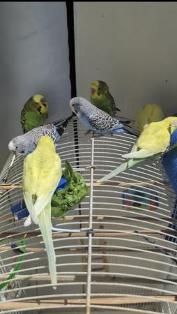 Image 1 of Young and healthy budgies!