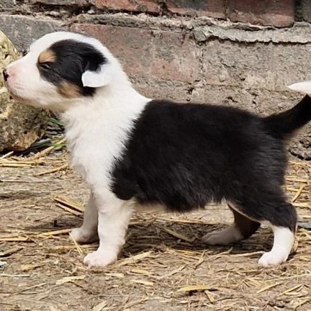 Image 9 of CARIAD litter of Welsh Sheepdog Border Collie pups