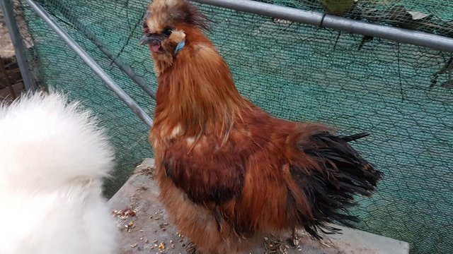 Image 1 of Gone 2 Gold/Red Bantam Silkie cockerels (FREE to caring home