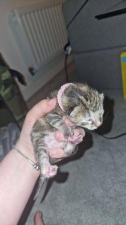 Image 3 of 5 week old girl kitten left ready to reserve