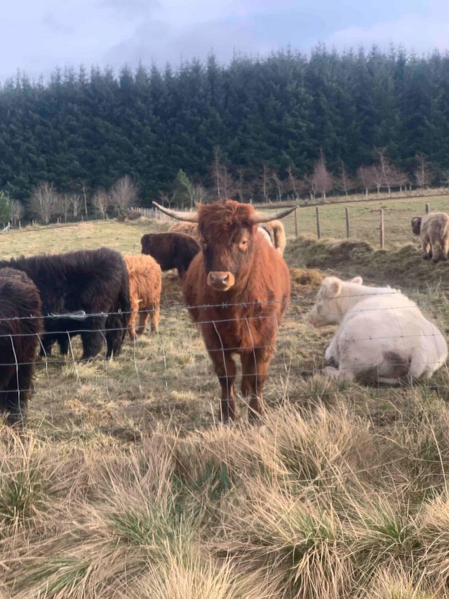Preview of the first image of Bullock and heifers: Highland/Jersey cross.