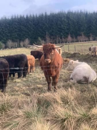 Image 1 of Bullock and heifers: Highland/Jersey cross