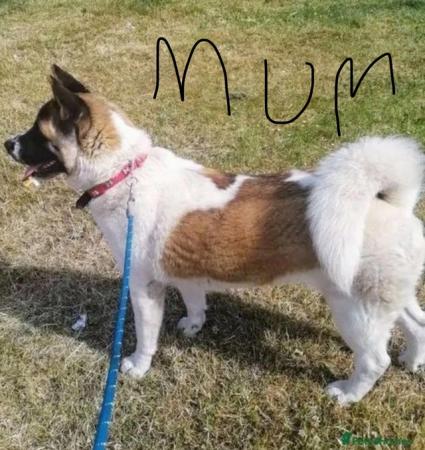 Image 4 of 8 month male american akita pup