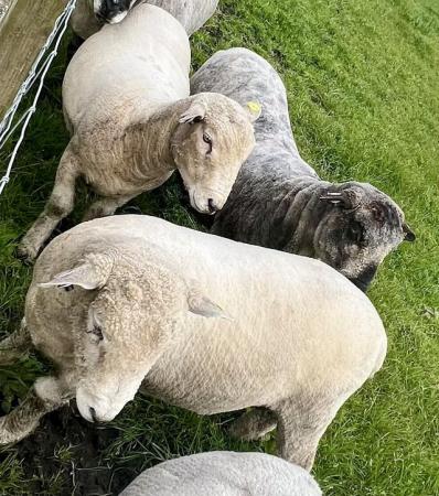 Image 2 of Coloured Ryeland pedigree registered shearling ram tup