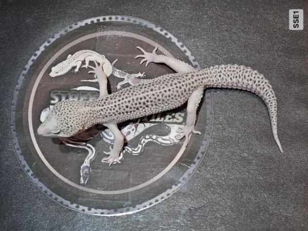 Image 4 of Selection of supersnow leopard geckos