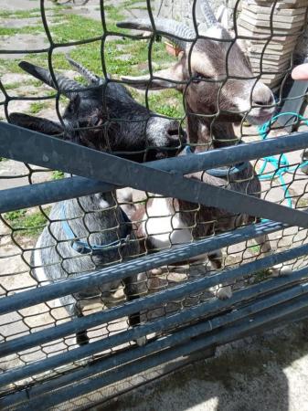 Image 2 of Very friendly Pygmy Goats