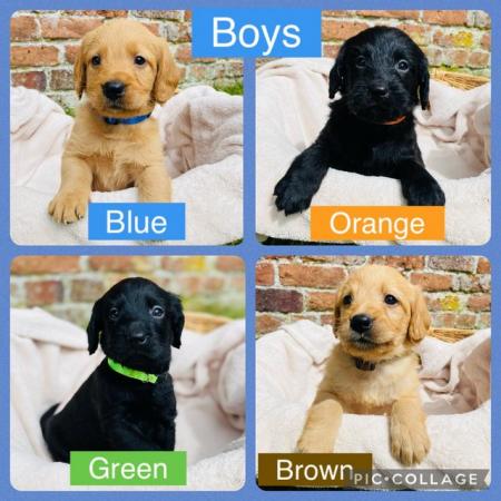 Image 4 of Ready Saturday - Beautiful F1 Labradoodle Puppies KC Parents