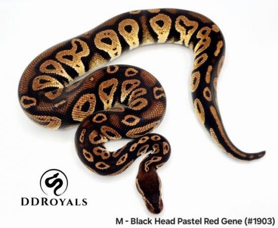 Image 21 of Royal Pythons: Pieds, Desert Ghosts. ADULTS AND HATCHLINGS