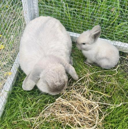 Image 2 of Baby lop earred rabbits