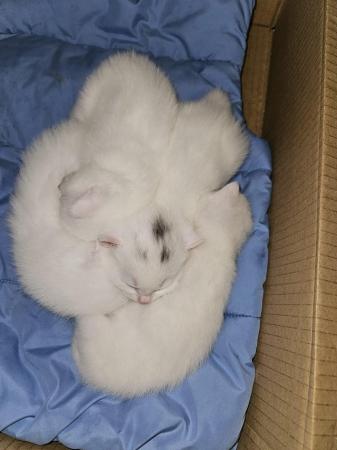 Image 5 of Kittens looking for new home