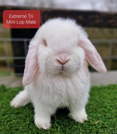 Image 3 of Various Mini lop youngsters available to good home